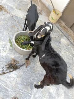 Goat pair doghli breed for sale.