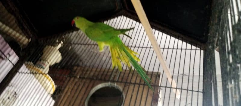 Parot 2