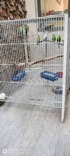 8 budgie parrots with cage