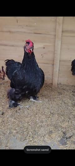 Black Bantam ready to breed 2 males 4 females 0