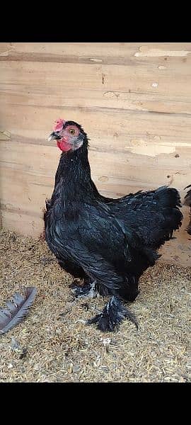 Black Bantam ready to breed 2 males 4 females 2