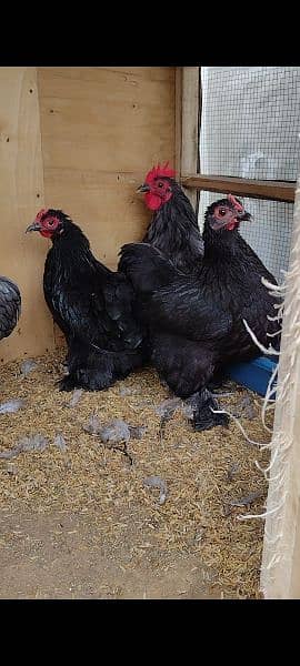 Black Bantam ready to breed 2 males 4 females 4