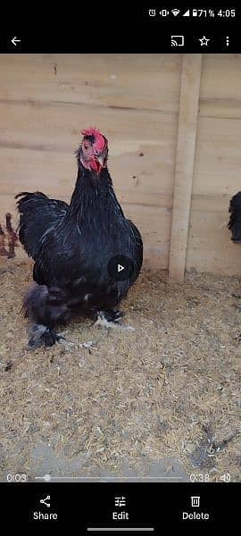 Black Bantam ready to breed 2 males 4 females 5