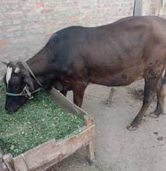 Cow jerce nasla best cow bchri  healthy 2 month gabn bi h