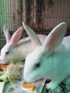 white Rabbit Breeding Pair