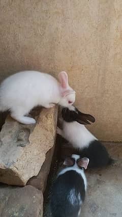 red eye rabbits