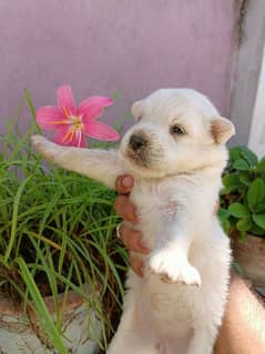 American poodle puppy for sale