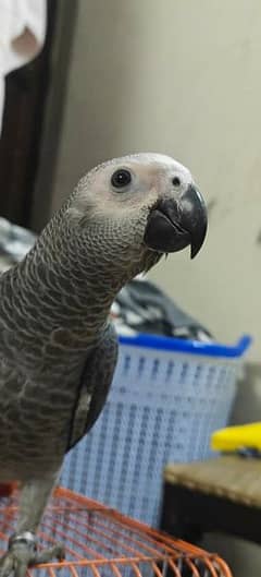 African Gray With Cage