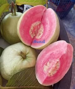 red diamond guava plants available