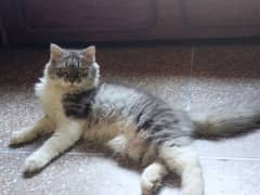 sale my cat 5 month old