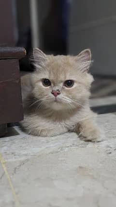 PERSIAN CAT FOR SALE VERY HEALTHY AND PLAYFUL CAT