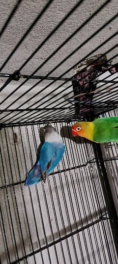 lovebirds 0