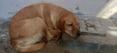 labrador Female