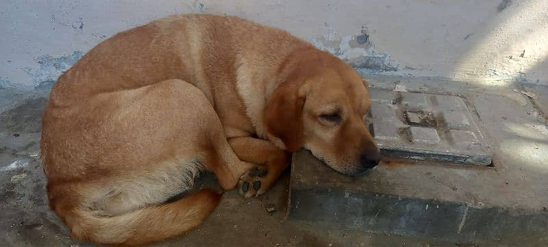 labrador Female 0