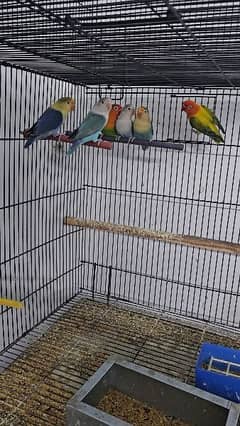 lovebirds Ready to breed pieces available