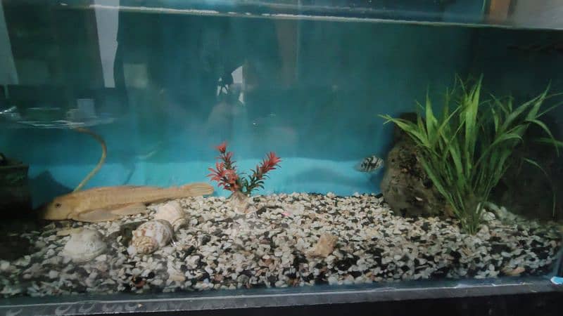 Aquarium for sale 1