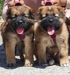 Kurdish Kangal security Dog 2 month pair for sale heavy bone