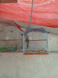 Parrot Mitthu for sale with new cage.