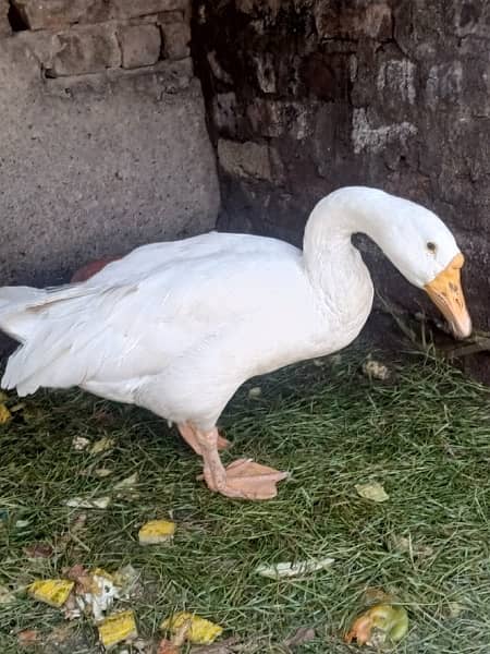 white duck 2