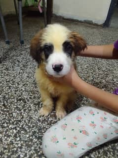 Saint Barnard male and female puppies