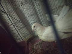 lakyy breeder pigeon 0