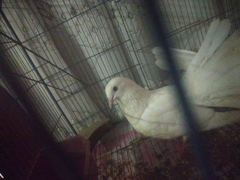 lakyy breeder pigeon 0