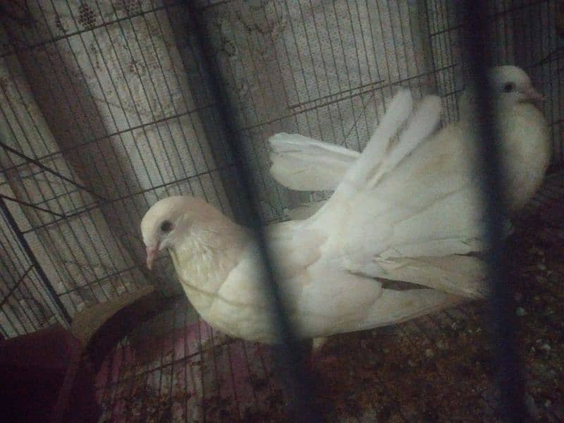 lakyy breeder pigeon 1