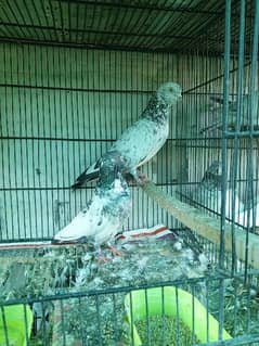 pigeon breeder pair for sale