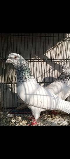 pigeon breeder pair for sale