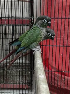 Conure Breeder pair Greencheek Pineapple