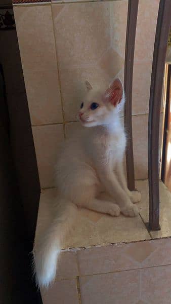 Persian kitten -  double coated kitten - my whatsapp 03020999613 1