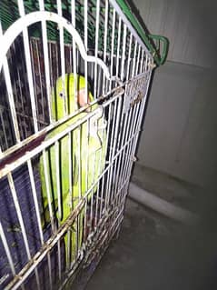 Green parrot