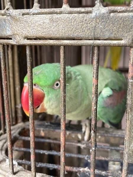 pahari toota pair  breeding pair 1