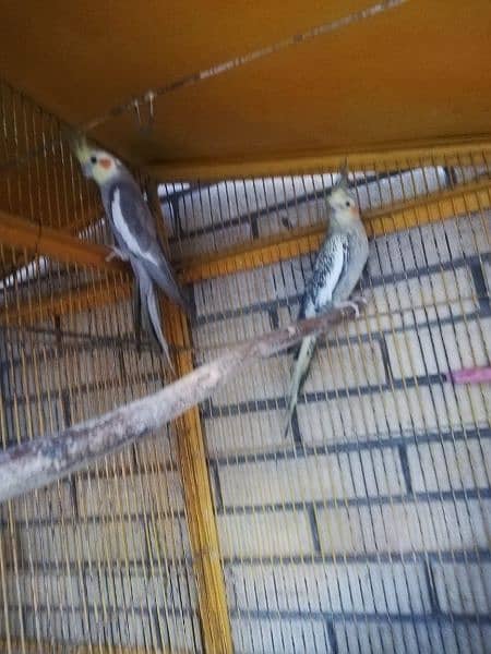 Breeder Cockatiel for sale 0