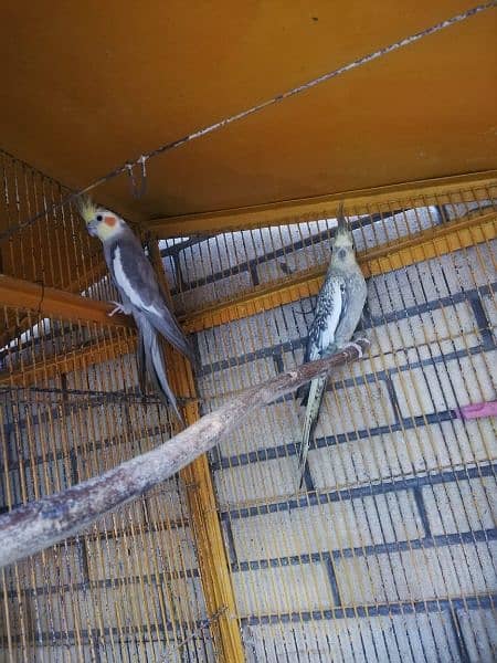 Breeder Cockatiel for sale 1