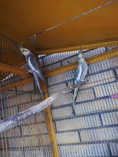 Breeder Cockatiel for sale 2