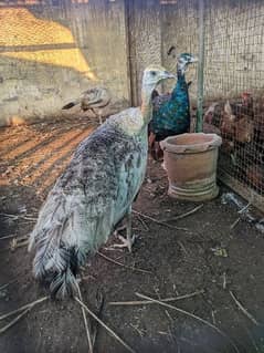 Peacock pair Black shoulder