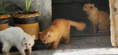 brown persian Cat Pair friendly