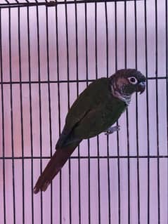 Greencheek Conure Male With DNA