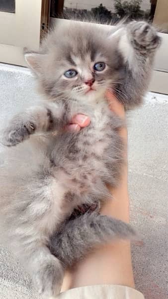 Persian kitten and cat white and grey 8