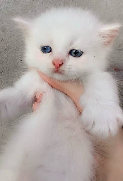 Persian kitten and cat white and grey 10