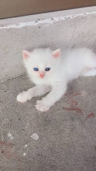 Persian kitten and cat white and grey 12