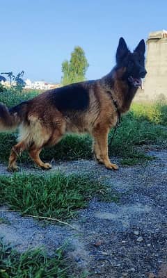 Confirm Breeder and Pregnant Female German Shepherd