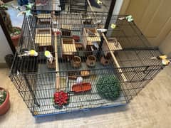 5 beautiful finches with cage