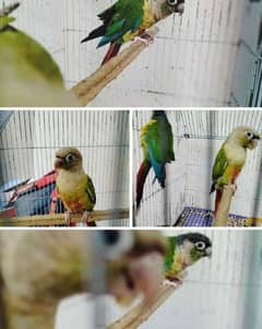 pineapple conure Breeder pair urgent sale 15k 0