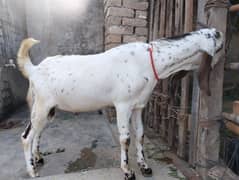 Bakra for Meat / Qurbani 2025