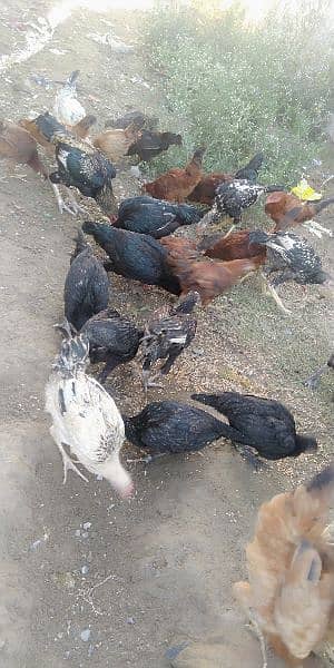 I have small and adult hens of aseel 5