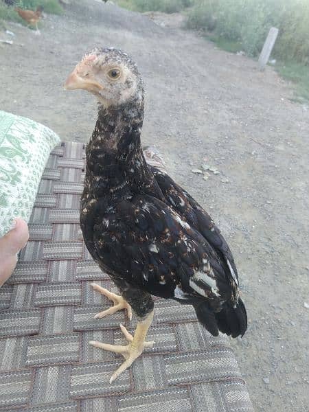 I have small and adult hens of aseel 9