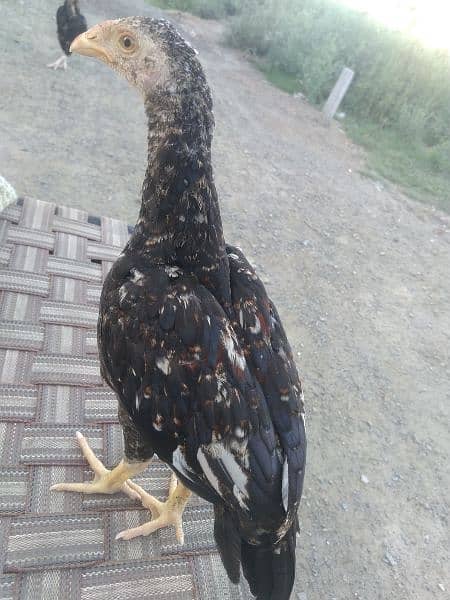 I have small and adult hens of aseel 10