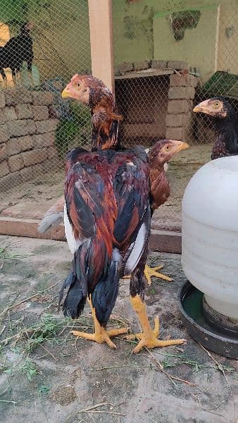 Mianwali aseel breed Murgha 2